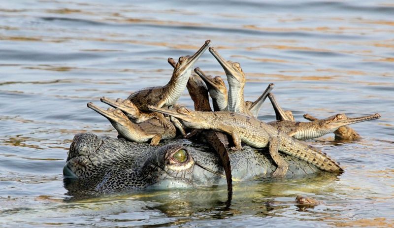Baby Gharials And The Struggle To Reproduce