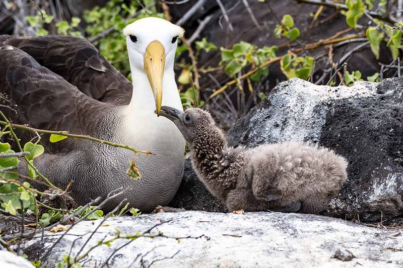Mating And Raising A Single Chick