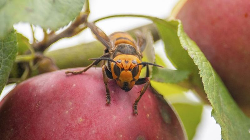 A Rare Victory: The Significance Of The U.S. Eradicating Murder Hornets