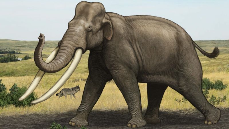 Genetic Engineering Of Asian Elephants
