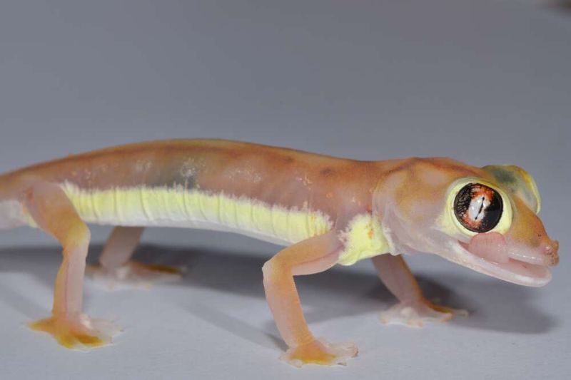 The Low-Frequency World Geckos Tune Into