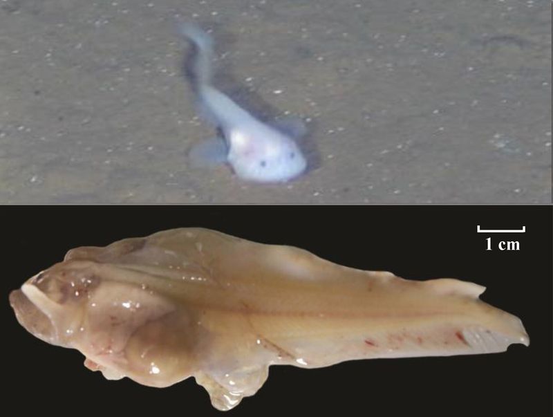 The Role Of Snailfish In The Trench's Food Web