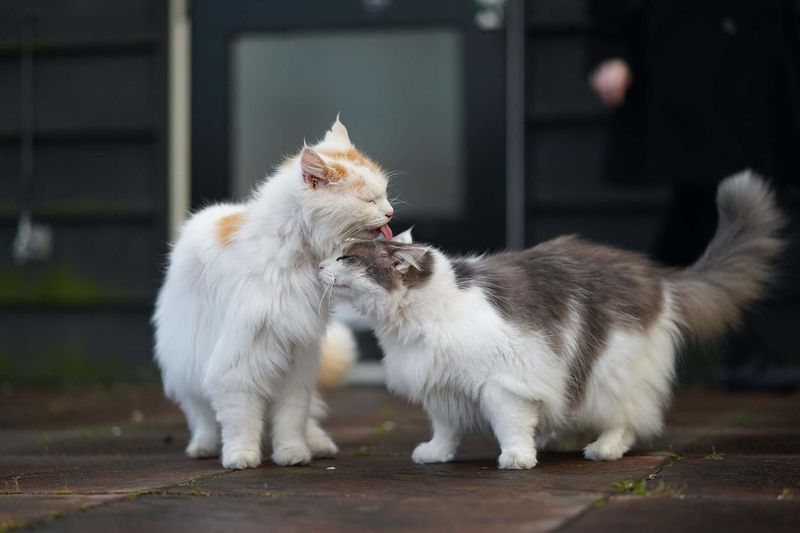 Do You Have Backup Plans If The Cats Don't Get Along?