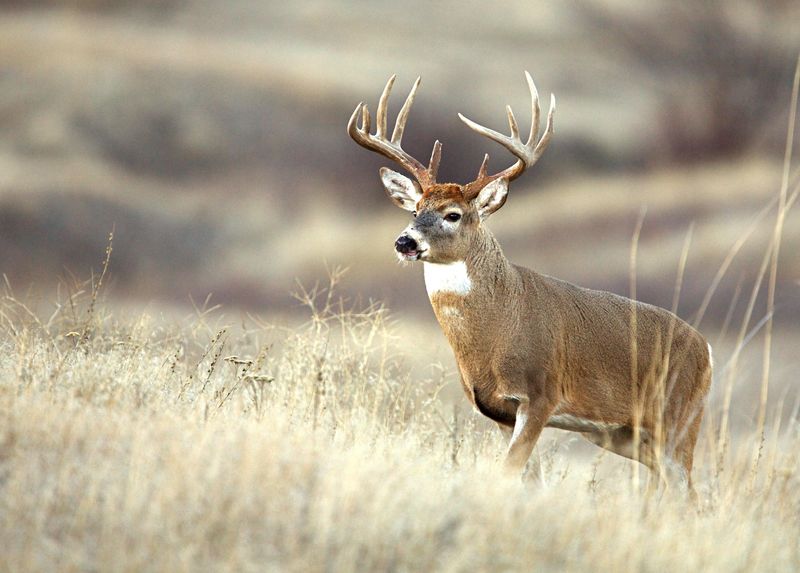 The History Of Whitetail Deer Hunting In Idaho