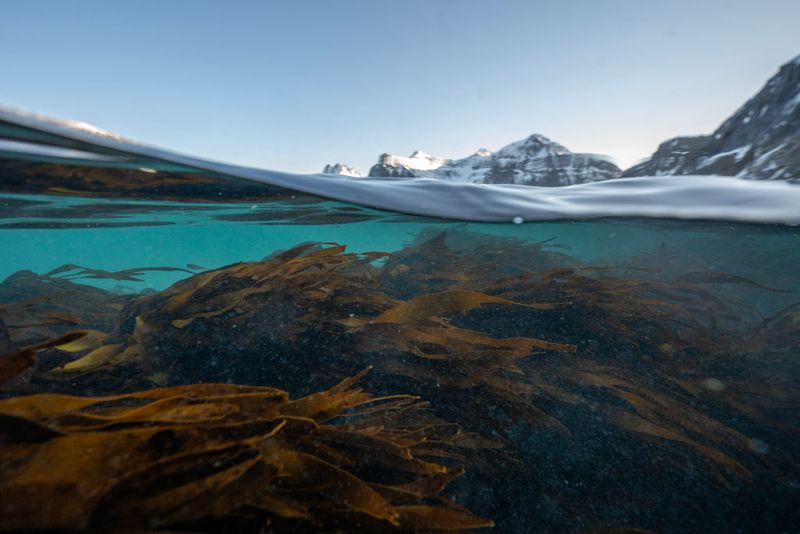 How Climate Change Is Fueling The Expansion Of Seaweed Forests