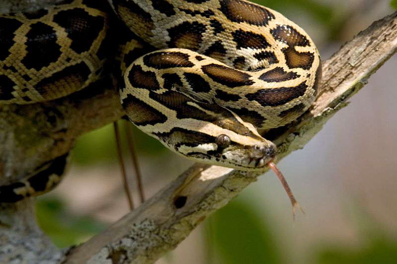 Why Are Burmese Pythons So Dangerous To Florida's Ecosystem?