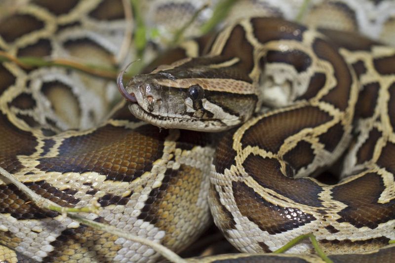 How Are Python Removal Efforts Funded?