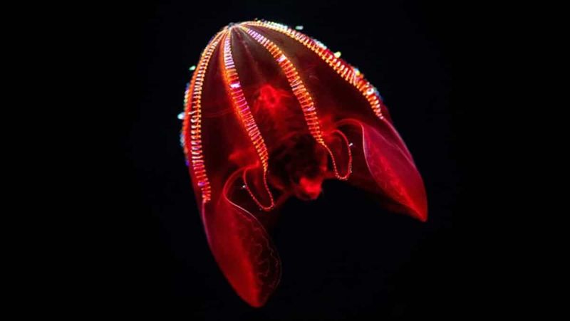 How Comb Jellies Have Survived For 700 Million Years