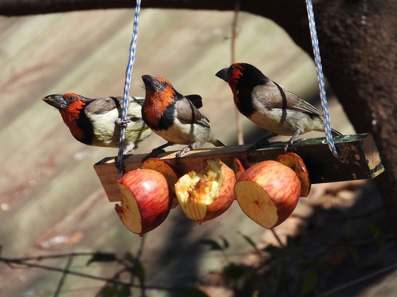 Apples – Sweet Treats For Beaks