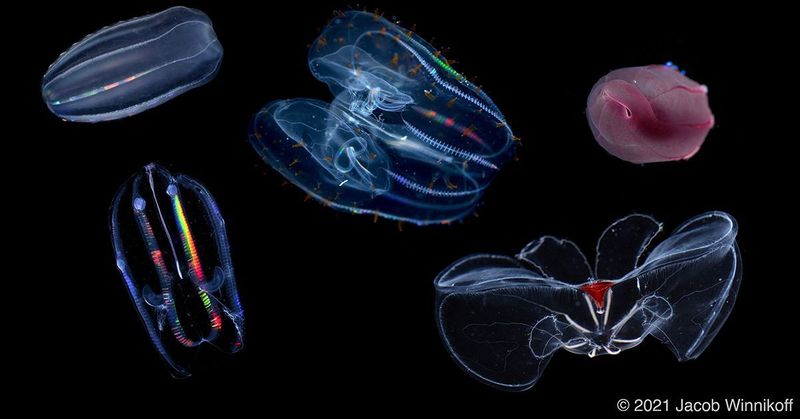How Comb Jellies Have Adapted Over Millions Of Years