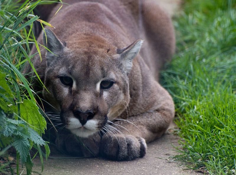 What The Cougar’s Return Means For Michigan’s Ecosystem