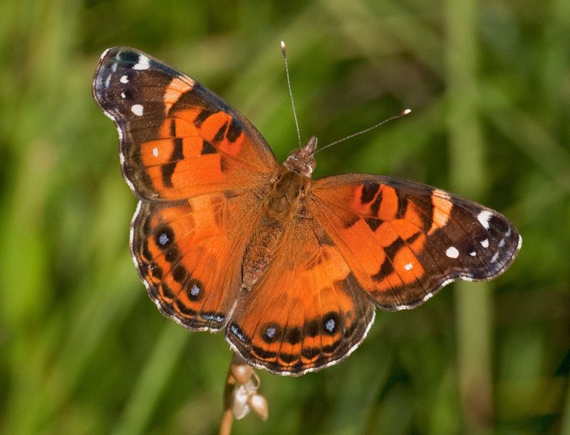 How American Lady Butterflies Move And Interact