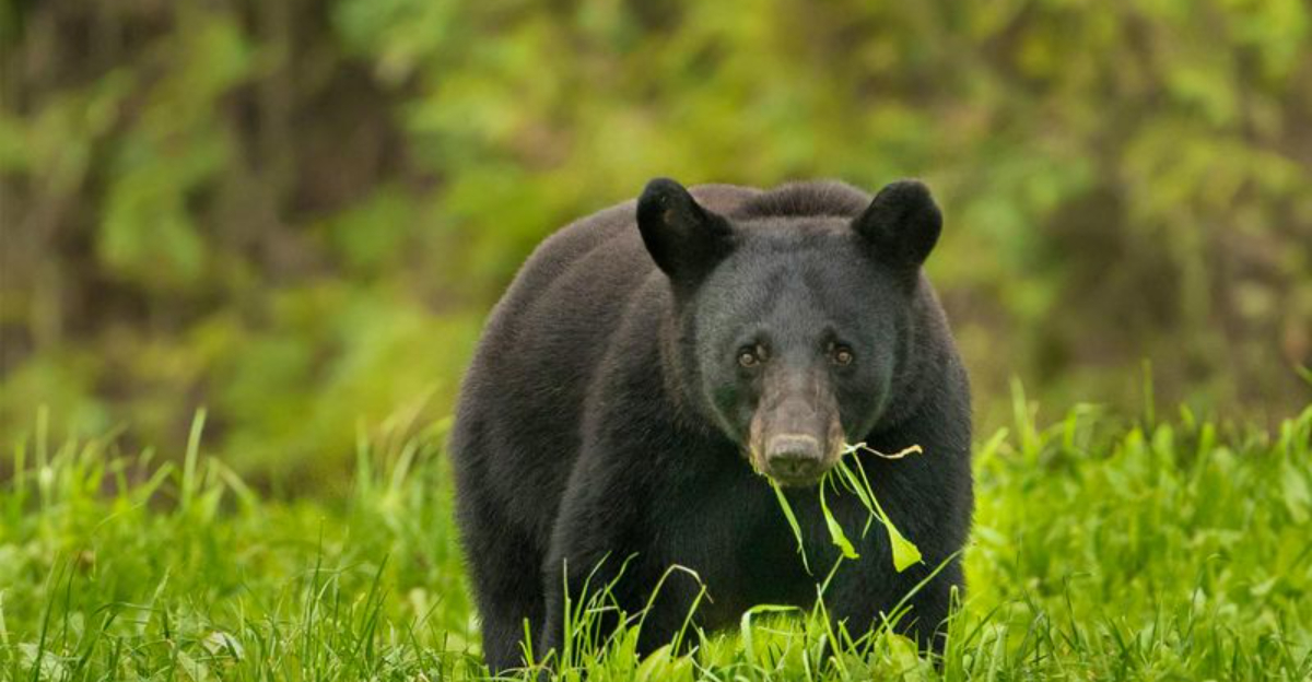 What Do Black Bears Eat?
