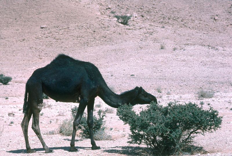 Thorny Desert Plants