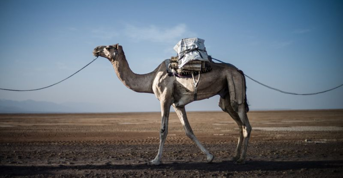 What Do Camels Eat? A Look At The Diet Of Desert Survivors