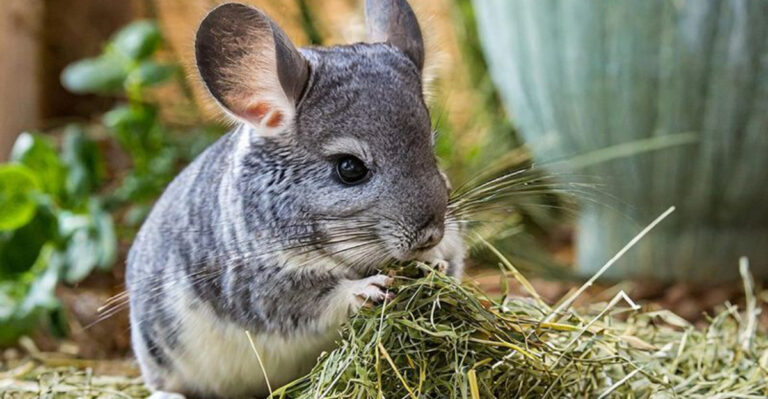 What Do Chinchillas Eat? A Simple Guide To Keeping Them Healthy