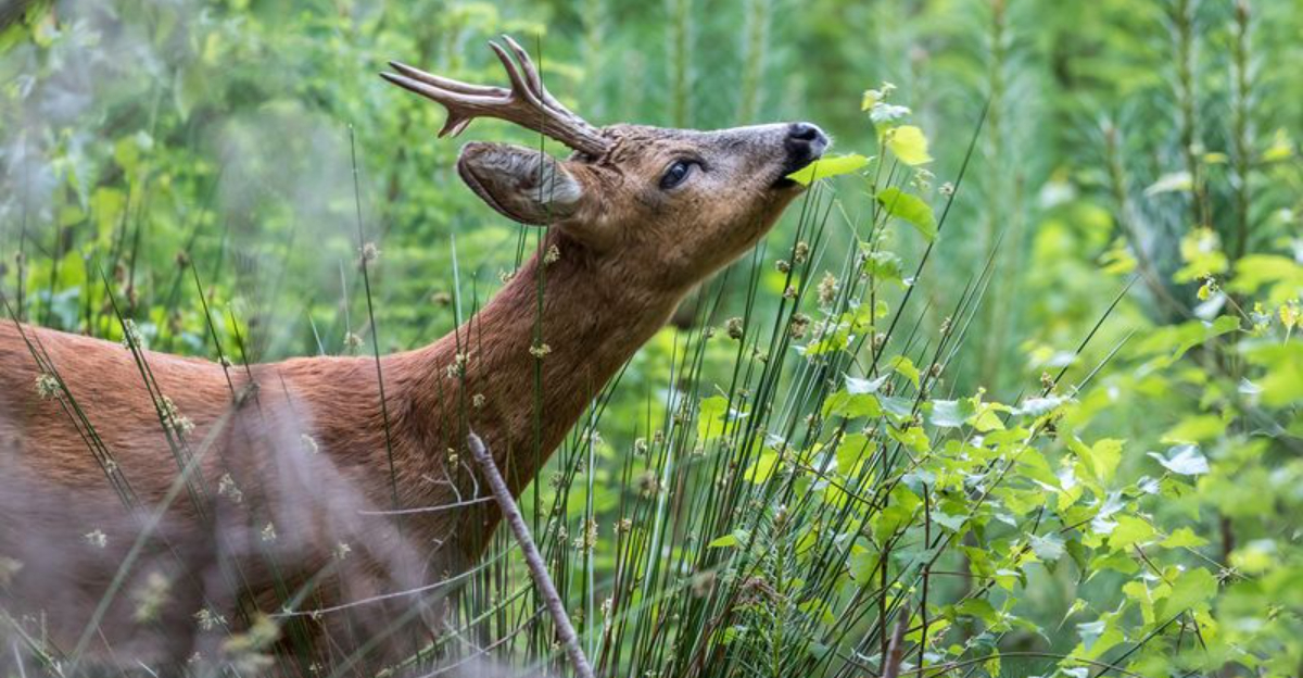 What Do Deer Eat? These 29 Foods Are Their Absolute Favorites