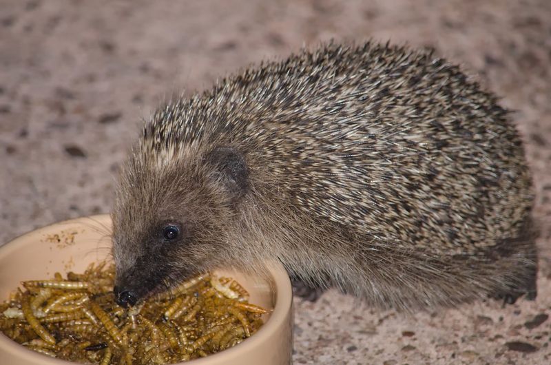 Crunchy Mealworms
