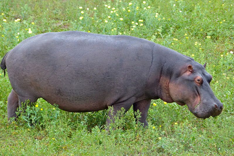 Hippos Are Strict Herbivores