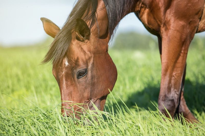 Fresh Grass