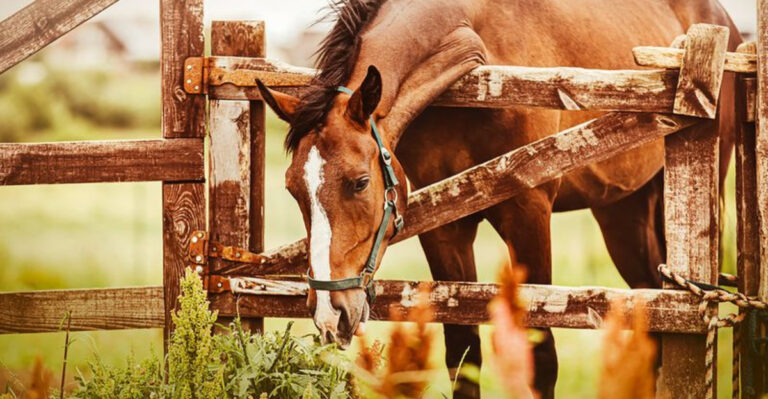 What Do Horses Eat?