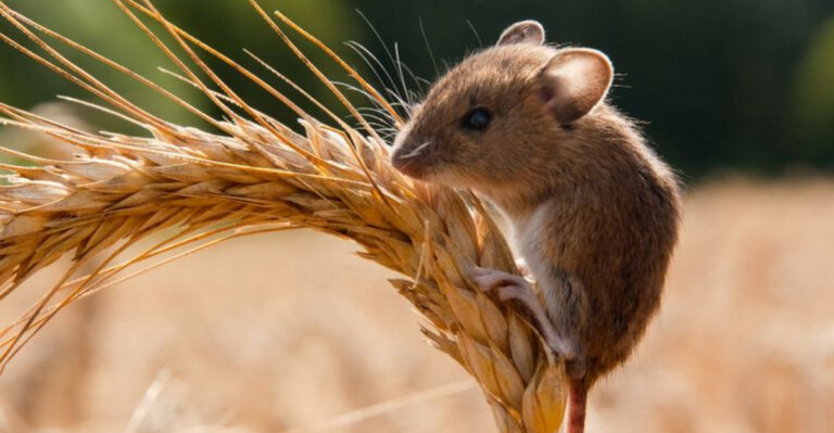 What Do Mice Eat?
