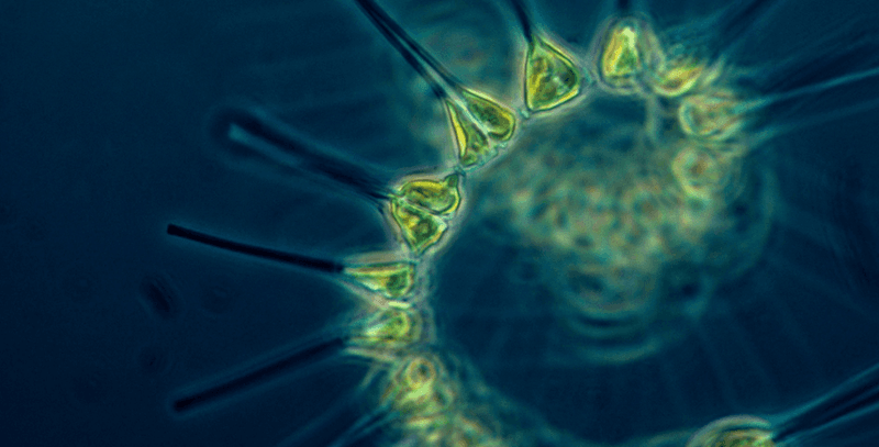 Phytoplankton