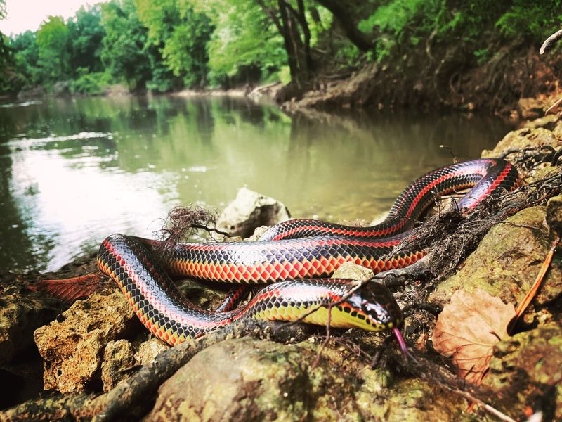 The Shy And Elusive Nature Of The Rainbow Snake