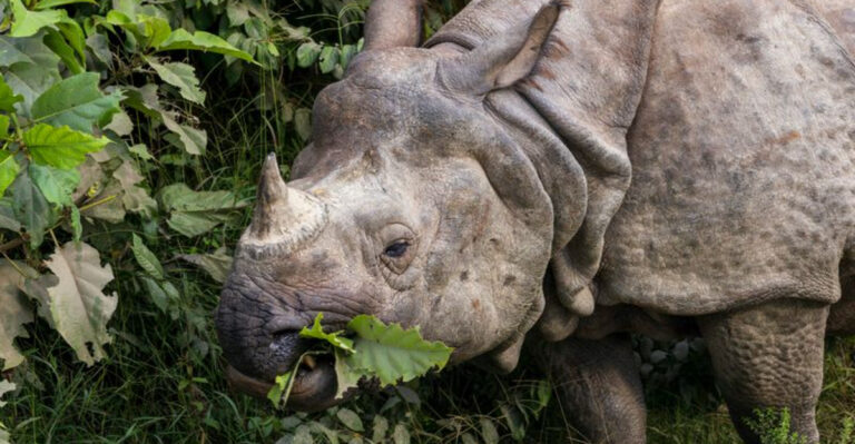 What Do Rhinos Eat? 17 Foods They Adore