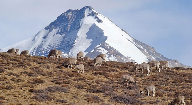 Blue Sheep (Bharal)