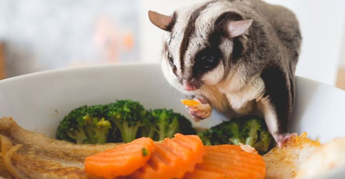 What Do Sugar Gliders Eat? 23 Foods They Love