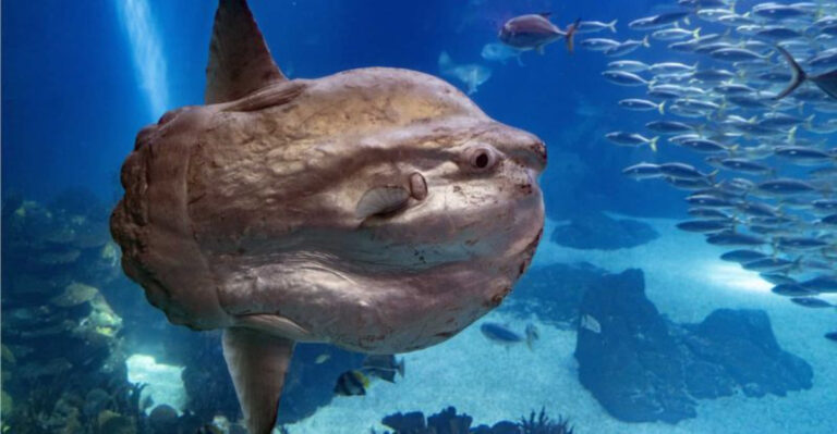 What Do Sunfish Really Eat?
