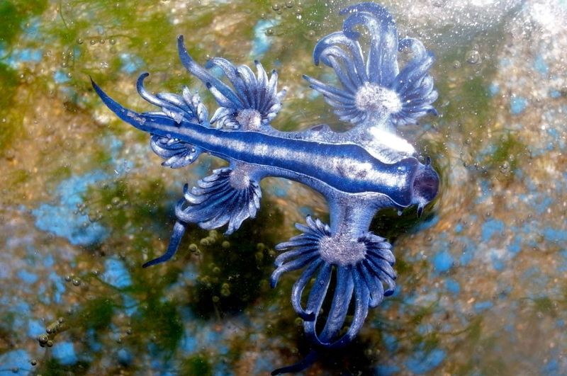 How Do Blue Dragons Survive In The Ocean?