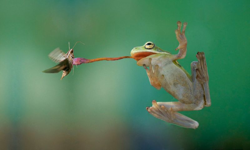 Insects: The Primary Food Source For Tree Frogs