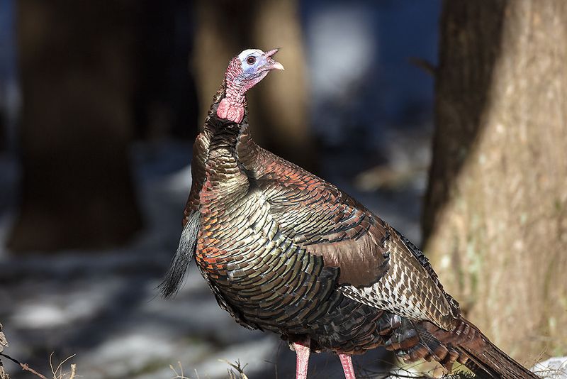 Insects Are Turkey Delicacies