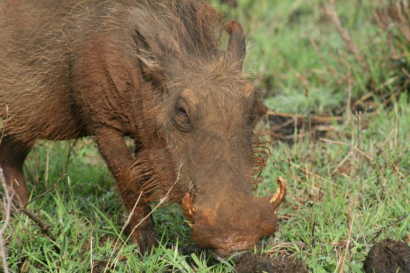Grasses Make Up Most Of Their Diet
