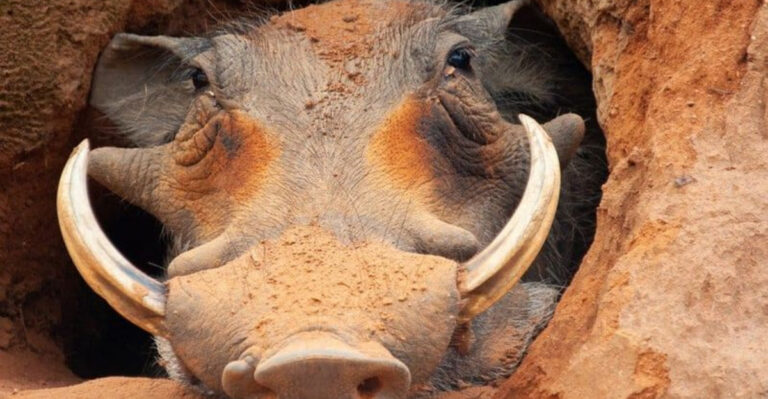 What Do Warthogs Eat?