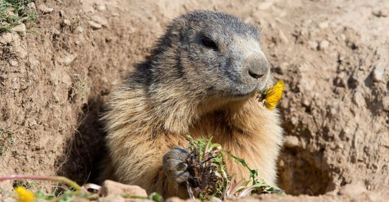 What Do Woodchucks Really Eat In The Wild?
