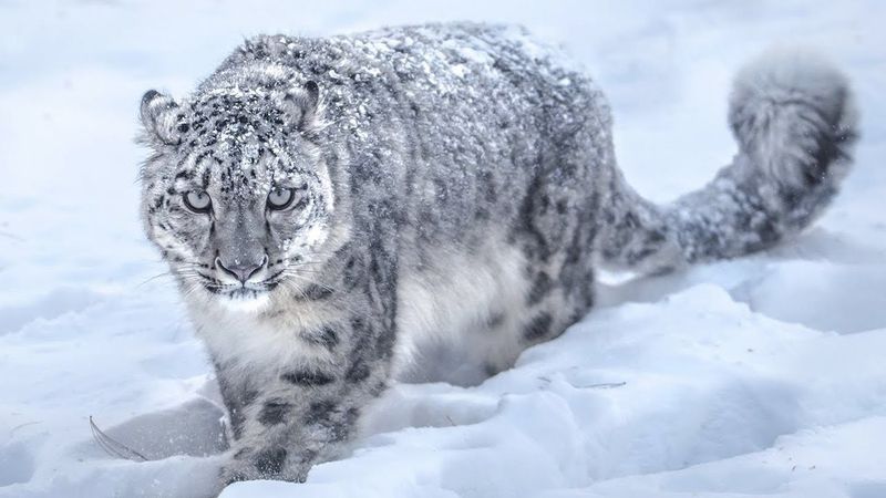 Which Animals Compete With Snow Leopards For Prey?
