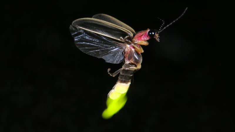 Conservation Efforts To Save Fireflies