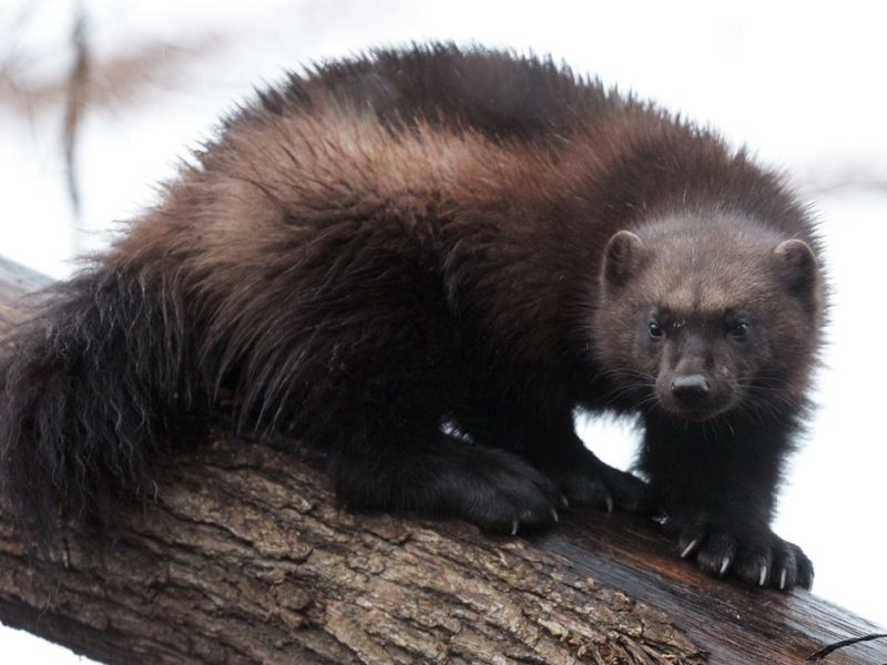 Challenges Ahead For The Wolverines