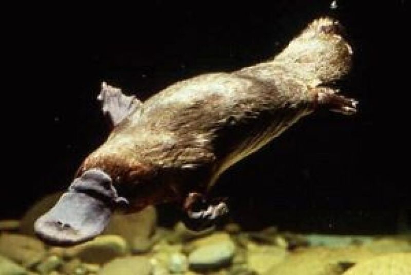 How Platypuses Hunt