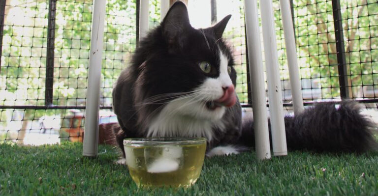 What Else Can Cats Drink Besides Water?