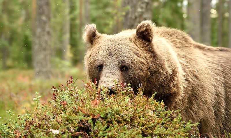 The Role Of Bears In Ecosystems