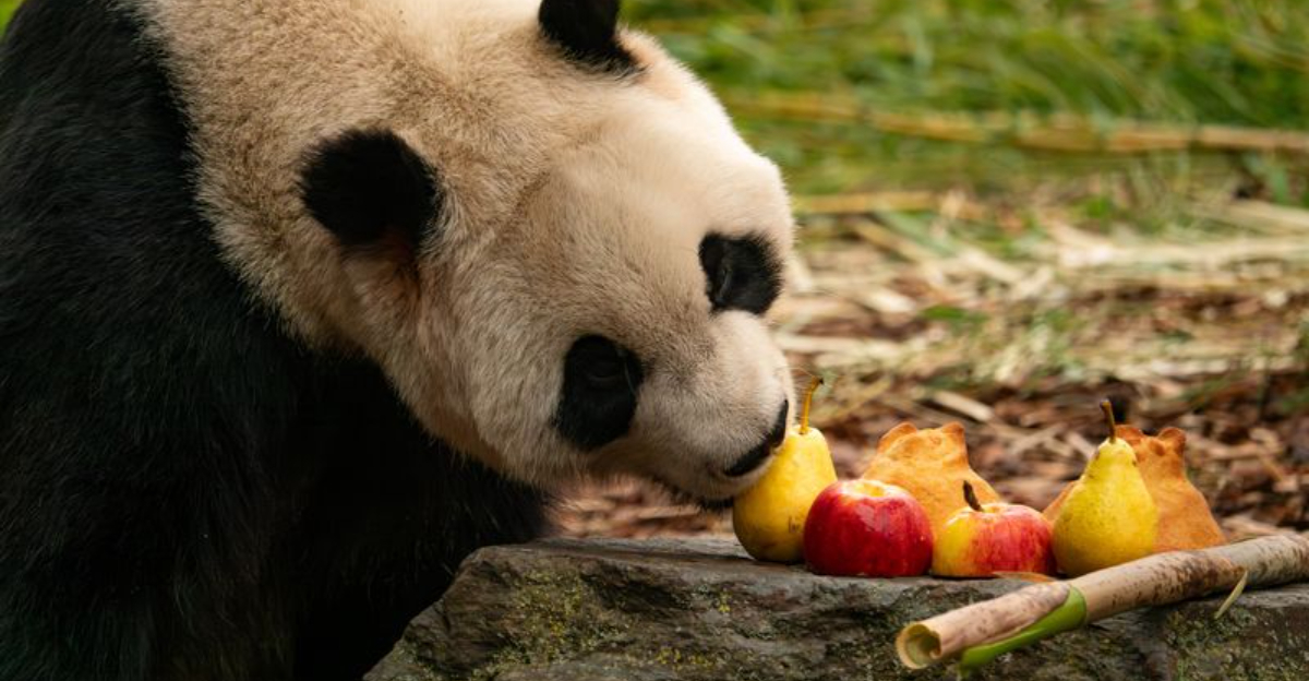 What Else Do Pandas Eat Besides Bamboo?