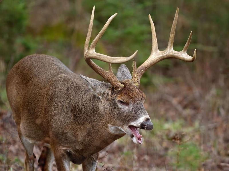 Deer Can Be Surprisingly Aggressive