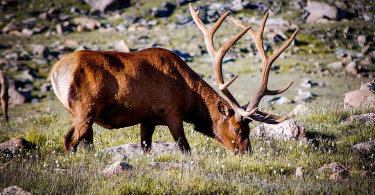 What Every Hiker Needs To Know Before Getting Too Close To Deer On The Trail