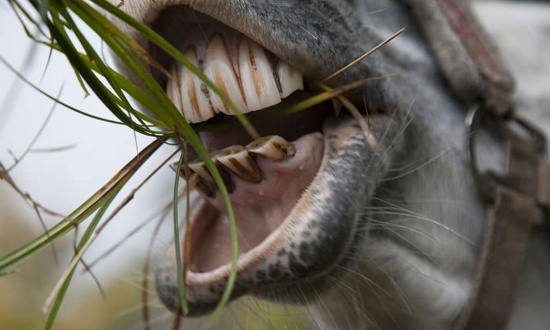 How Common Are Wolf Teeth In Horses?