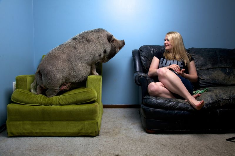How Much Do Miniature Pigs Weigh When Fully Grown?