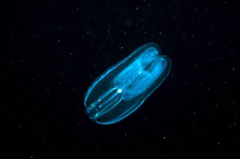 How Comb Jellies Thrive In Today's Oceans